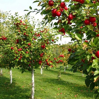 Плодовые деревья в Твери