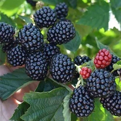 Ежевика ПОЛАР бесшипная в Твери