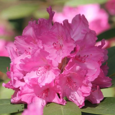 Рододендрон ЛУМИНА в Твери