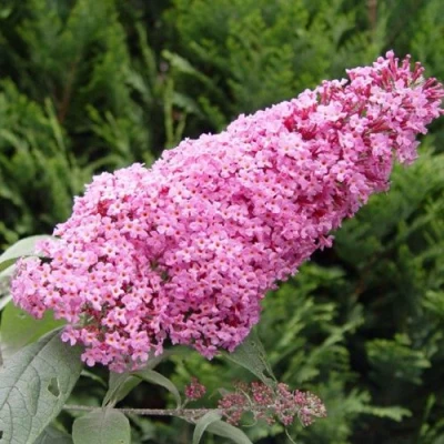 Буддлея давида ПИНК ДЕЛАЙТ в Твери