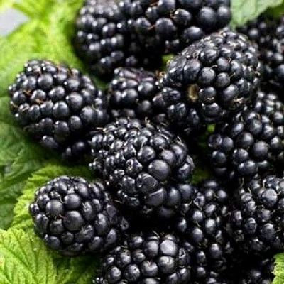 Ежевика БЖЕЗИНА бесшипная в Твери