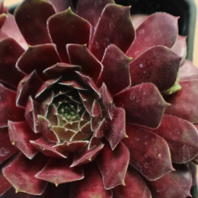 Молодило БЛЭК МОУНТЭЙН в Твери