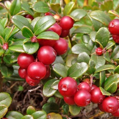 Брусника садовая АМЕРЛАНД в Твери