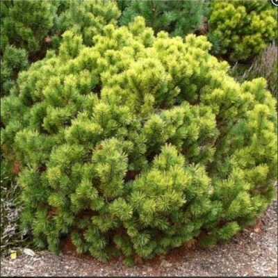 Ель ДАНС ДВАРФ обыкновення в Твери