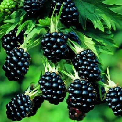 Ежевика КИТАНИНИ бесшипная в Твери