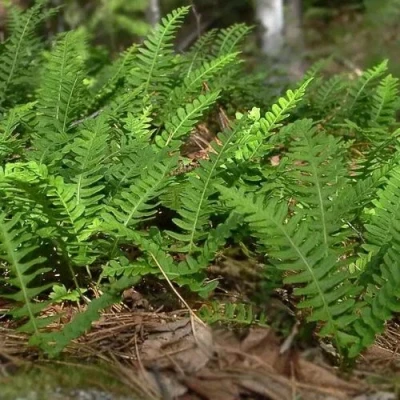 Многоножка обыкновенная в Твери