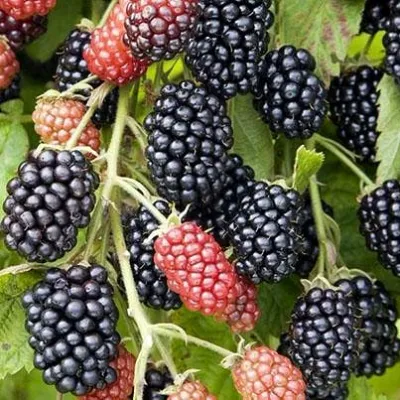 Ежевика НАВАХО бесшипная в Твери