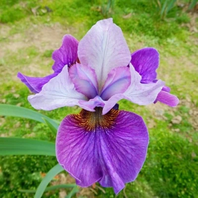 Ирис ЛАЙТ ОВ ХАРТ сибирский в Твери