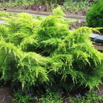 Можжевельник ГОЛД КОСТ средний в Твери