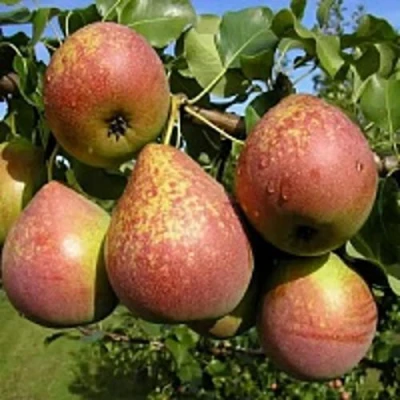 саженцы груши Мраморная
