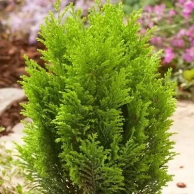 Кипарисовик ЭЛВУДИ ГОЛД лавсона в Твери