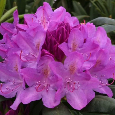 Рододендрон РОЗЕУМ ЭЛЕГАНС в Твери