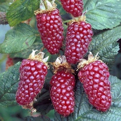 Ежемалина ТАЙБЕРРИ в Твери