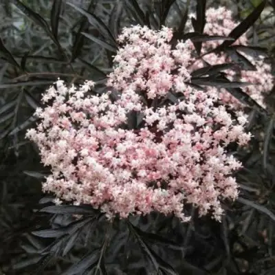 Бузина черная БЛЭК ЛЕЙС ЕВА в Твери