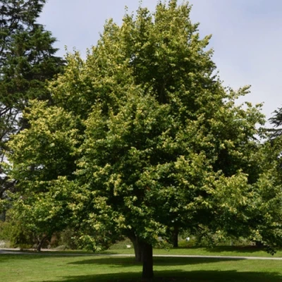 Липа сердцевидная в Твери