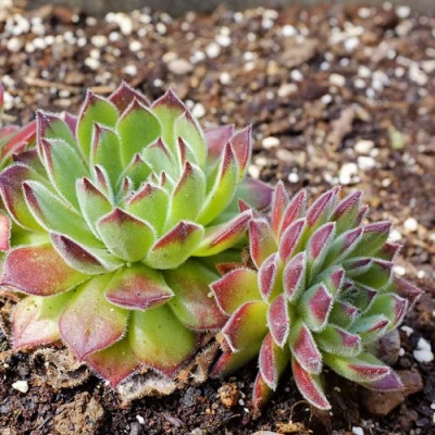 Молодило РУССКОЕ в Твери