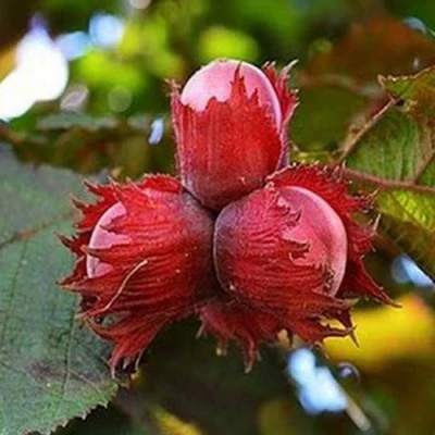 Фундук КРАСНЫЙ ЯНТАРЬ в Твери