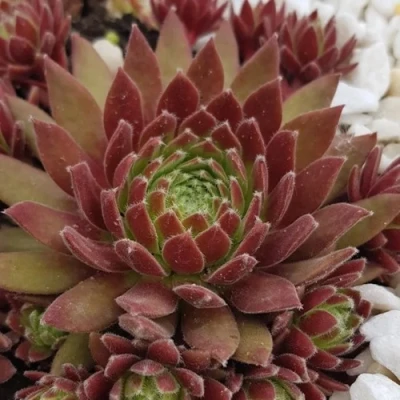 Молодило ЛЮФТШПРУНГ в Твери