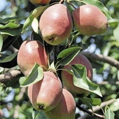 груша Киргизкая зимняя