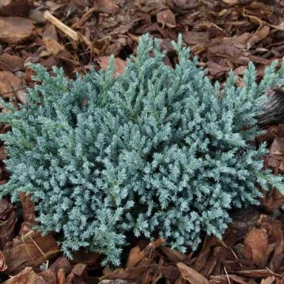 Можжевельник БЛЮ СПАЙДЕР чешуйчатый в Твери