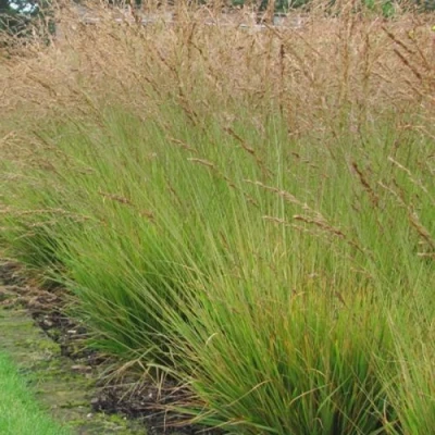 Молиния ПОЛ ПЕТЕРСОН голубая в Твери