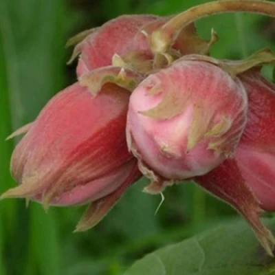 Фундук АКАДЕМИК ЯБЛОКОВ в Твери