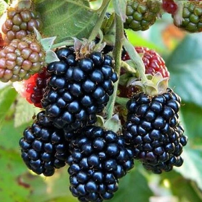 Ежевика ОУАЧИТА бесшипная в Твери