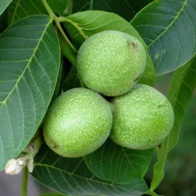 Грецкий орех ЮРИЙ ГАГАРИН в Твери