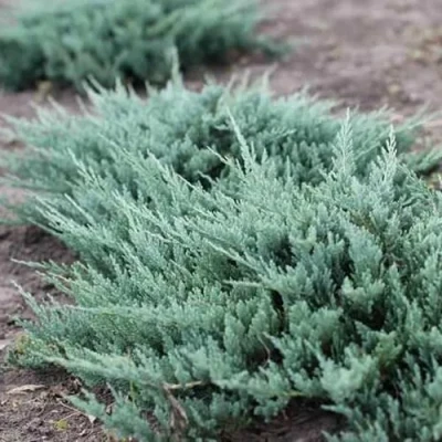 Можжевельник БЛЮ ЧИП горизонтальный в Твери