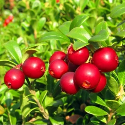 Брусника садовая РЕД ПЕРЛ в Твери