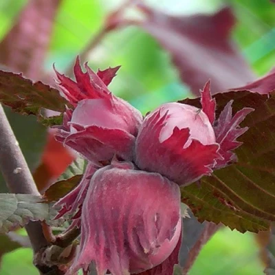 Фундук КАРДИНАЛ в Твери