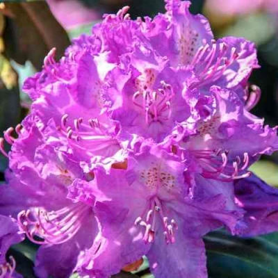 Рододендрон АЛЬФРЕД в Твери