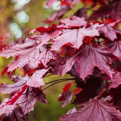 Клен РОЯЛ РЕД остролистный в Твери