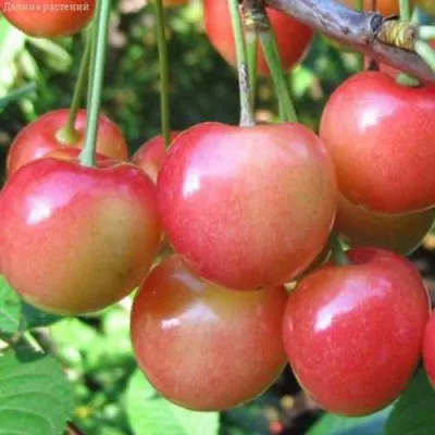 Черешня ЮЛИЯ в Твери