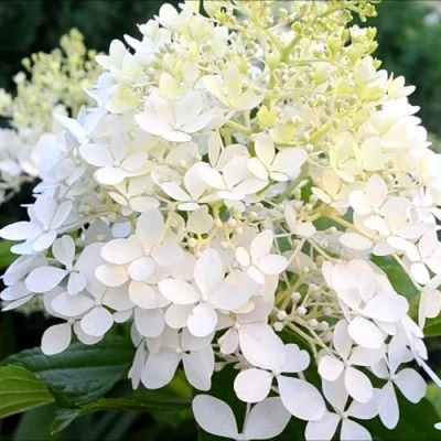 гортензия эрли гарри