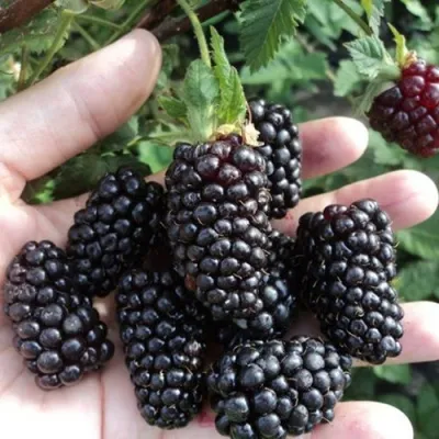 Ежевика ЛОХ НЕСС бесшипная в Твери