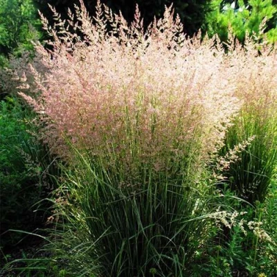 Молиния ФОНТЕЙН тростниковая в Твери