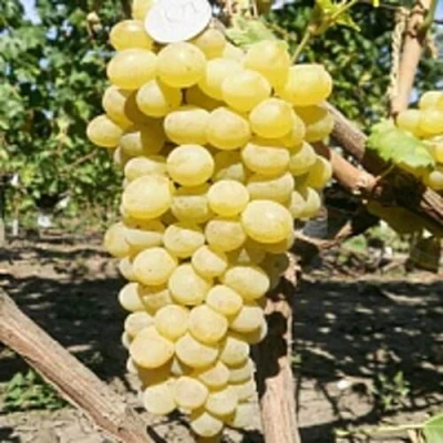 Виноград КИШМИШ ЗОЛОТЦЕ в Твери