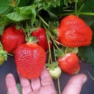 Клубника АЗИЯ в Твери