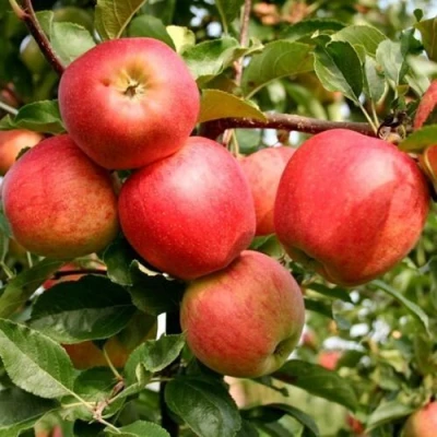 Яблоня ГАЛА МАСТ в Твери