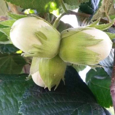 Фундук ЮННАТ в Твери