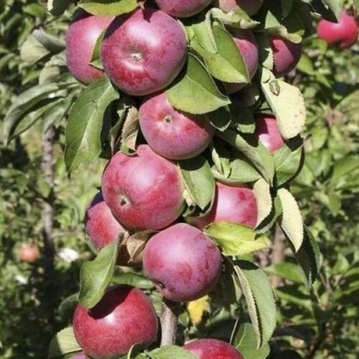 Яблоня ЕСЕНИЯ колонновидная в Твери