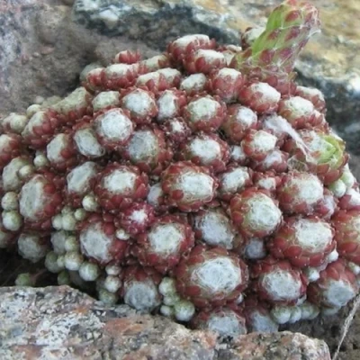 Молодило ГНАФАЛИУМ в Твери