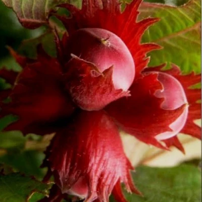 Фундук БАГРЯНЕЦ в Твери