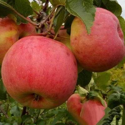 Яблоня БОЛОТОВСКОЕ в Твери