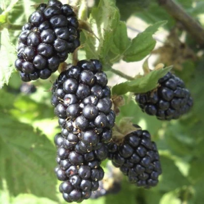 Ежемалина МАРИОН в Твери