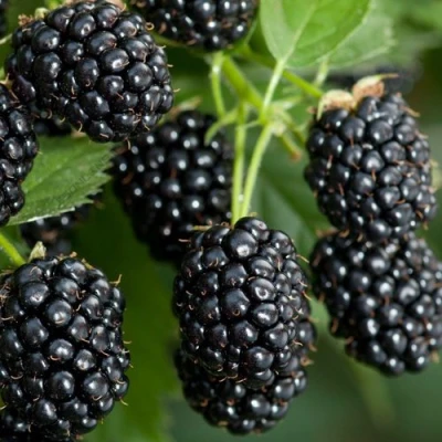 Ежевика ЧЕРНАЯ МАГИЯ ремонтантная в Твери