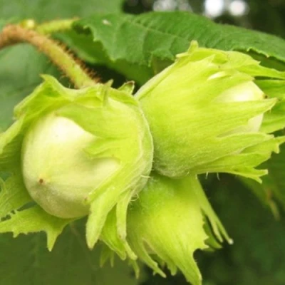 Фундук КАТАЛОНСКИЙ в Твери