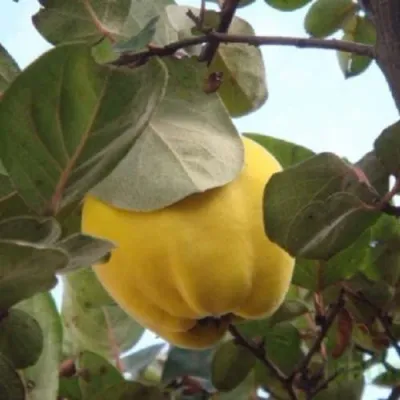 Айва АКАДЕМИЧЕСКАЯ в Твери