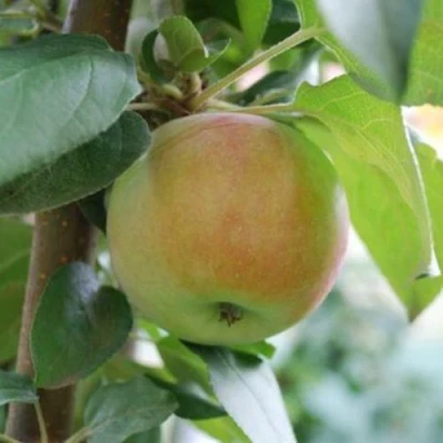 Яблоня ПОДСНЕЖНИК стелющаяся в Твери